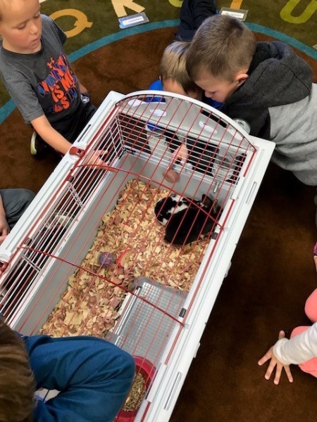 Central Lyon CSD Pet Study